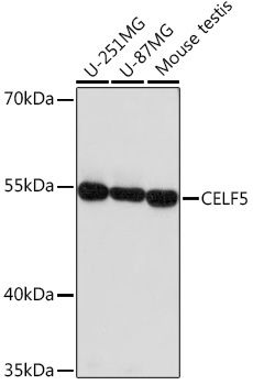 CELF5 Rabbit Polyclonal Antibody