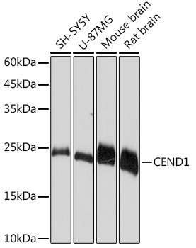 CEND1 Rabbit Monoclonal Antibody