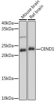 CEND1 Rabbit Polyclonal Antibody - Image 2