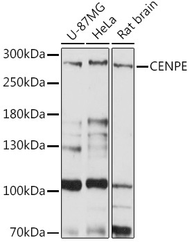 CENPE Rabbit Polyclonal Antibody