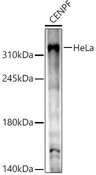 CENPF Rabbit Polyclonal Antibody