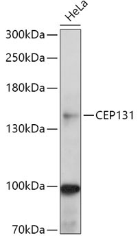 CEP131 Rabbit Polyclonal Antibody