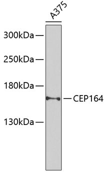 CEP164 Rabbit Polyclonal Antibody