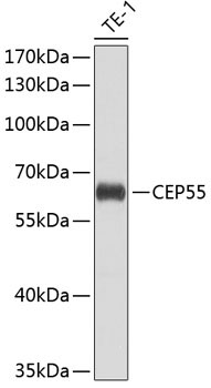 CEP55 Rabbit Polyclonal Antibody