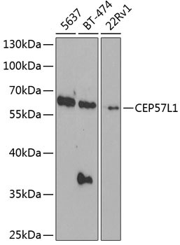 CEP57L1 Rabbit Polyclonal Antibody