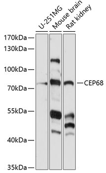 CEP68 Rabbit Polyclonal Antibody
