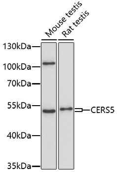 CERS5 Rabbit Polyclonal Antibody