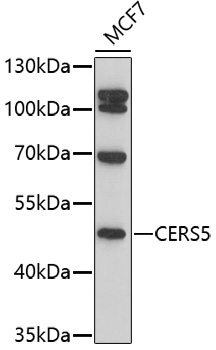 CERS5 Rabbit Polyclonal Antibody