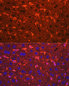 Ceruloplasmin Rabbit Polyclonal Antibody