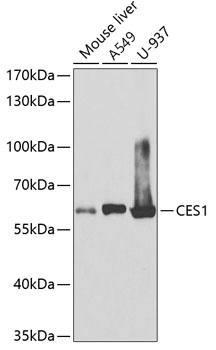 CES1 Rabbit Polyclonal Antibody
