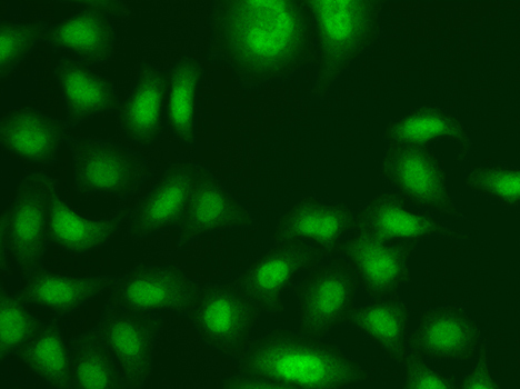CETN2 Rabbit Polyclonal Antibody - Image 2