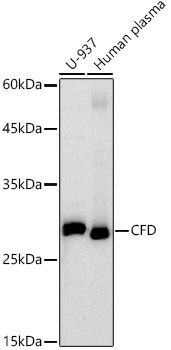CFD Rabbit Monoclonal Antibody
