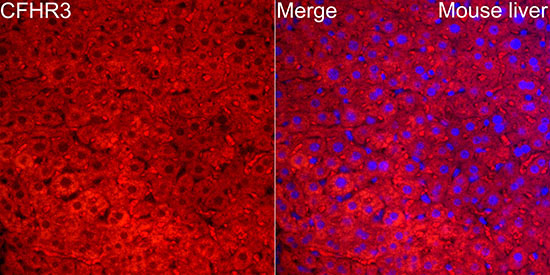 CFHR3 Rabbit Polyclonal Antibody - Image 2