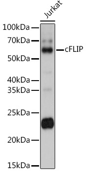 cFLIP Rabbit Polyclonal Antibody