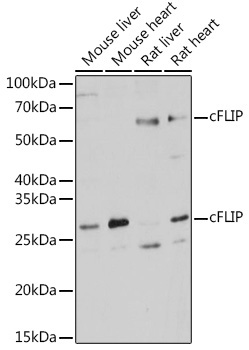 cFLIP Rabbit Polyclonal Antibody - Image 2