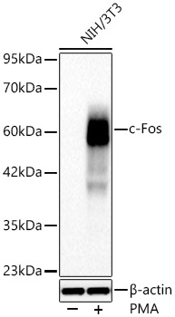 c-Fos Rabbit Monoclonal Antibody