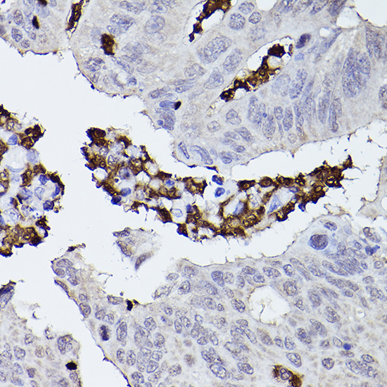 CFP Rabbit Polyclonal Antibody - Image 2