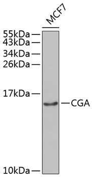 CGA Rabbit Polyclonal Antibody