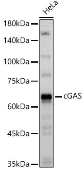 cGAS Rabbit Polyclonal Antibody