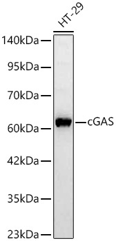 cGAS Rabbit Polyclonal Antibody - Image 2