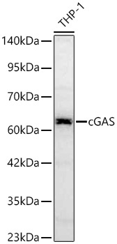 cGAS Rabbit Polyclonal Antibody - Image 3