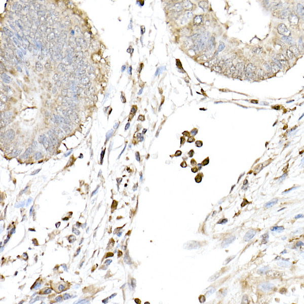 cGAS Rabbit Polyclonal Antibody - Image 4