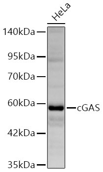 cGAS Rabbit Polyclonal Antibody