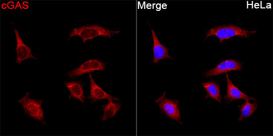 cGAS Rabbit Polyclonal Antibody - Image 2