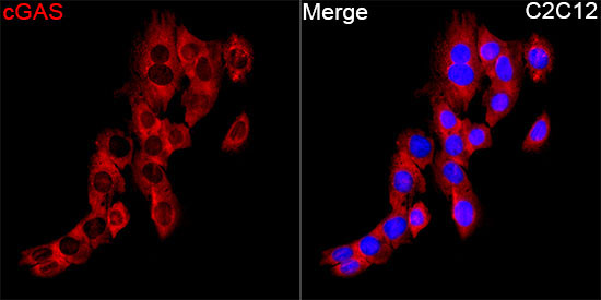 cGAS Rabbit Polyclonal Antibody - Image 3