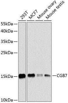 CGB7 Rabbit Polyclonal Antibody