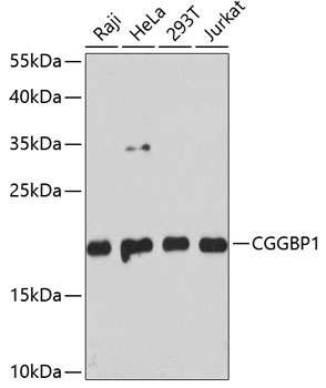 CGGBP1 Rabbit Polyclonal Antibody