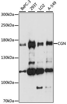 CGN Rabbit Polyclonal Antibody