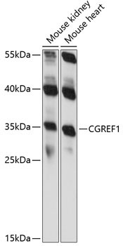 CGREF1 Rabbit Polyclonal Antibody