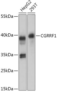 CGRRF1 Rabbit Polyclonal Antibody