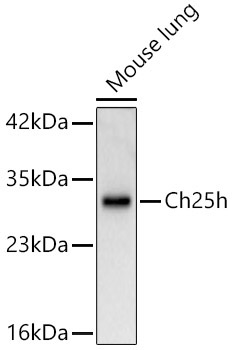 Ch25h Rabbit Polyclonal Antibody