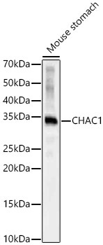 CHAC1 Rabbit Polyclonal Antibody