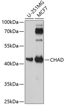CHAD Rabbit Polyclonal Antibody