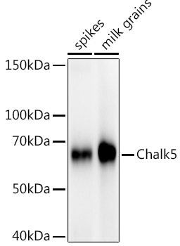 Chalk5 Rabbit Polyclonal Antibody