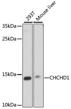CHCHD1 Rabbit Polyclonal Antibody