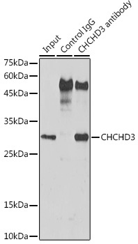 CHCHD3 Rabbit Polyclonal Antibody - Image 3