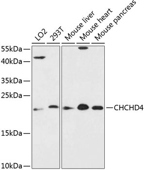 CHCHD4 Rabbit Polyclonal Antibody