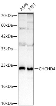 CHCHD4 Rabbit Polyclonal Antibody