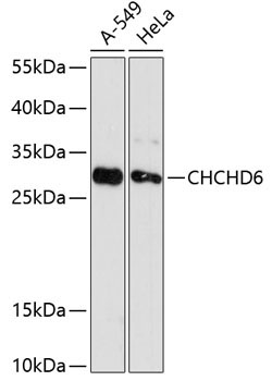 CHCHD6 Rabbit Polyclonal Antibody