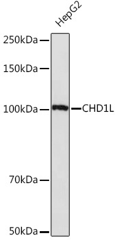 CHD1L Rabbit Monoclonal Antibody