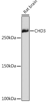 CHD3 Rabbit Monoclonal Antibody - Image 4