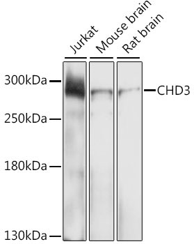 CHD3 Rabbit Polyclonal Antibody