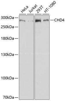 CHD4 Rabbit Polyclonal Antibody