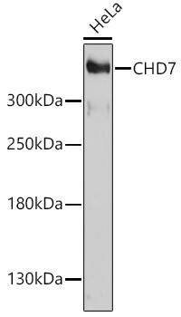 CHD7 Rabbit Polyclonal Antibody