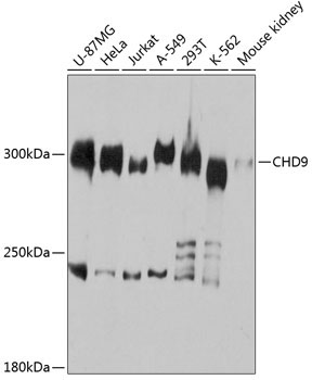 CHD9 Rabbit Polyclonal Antibody