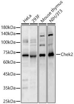 Chek2 Rabbit Polyclonal Antibody